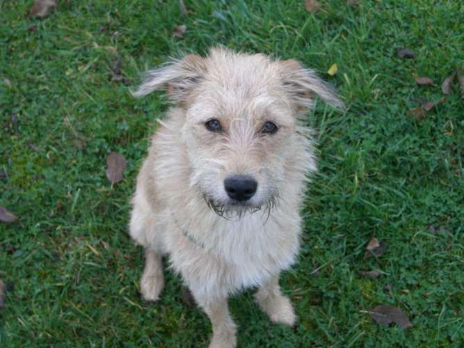 Hundeauslaufgebiet-Hundetagesstätte Frankfurter Fellnasen-Bild