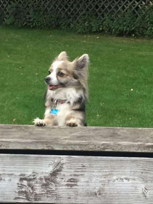 Hundeauslaufgebiet-Hundetagesstätte Frankfurter Fellnasen-Bild