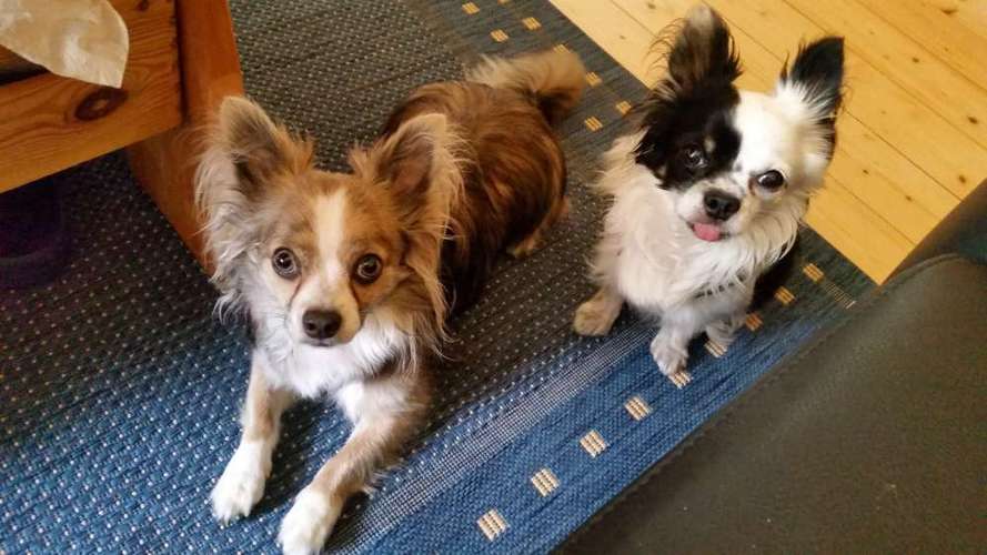 Hundeauslaufgebiet-Hundetagesstätte Frankfurter Fellnasen-Bild