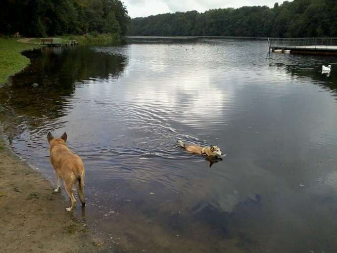 Hundeauslaufgebiet-Hundetagesstätte Frankfurter Fellnasen-Bild