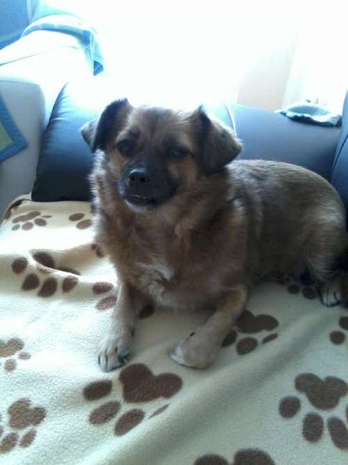 Hundeauslaufgebiet-Hundetagesstätte Frankfurter Fellnasen-Bild