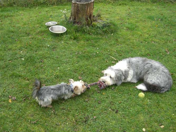 Hundeauslaufgebiet-Hundetagesstätte Frankfurter Fellnasen-Bild