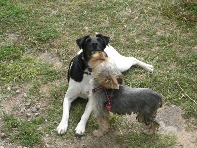 Hundeauslaufgebiet-Hundetagesstätte Frankfurter Fellnasen-Bild