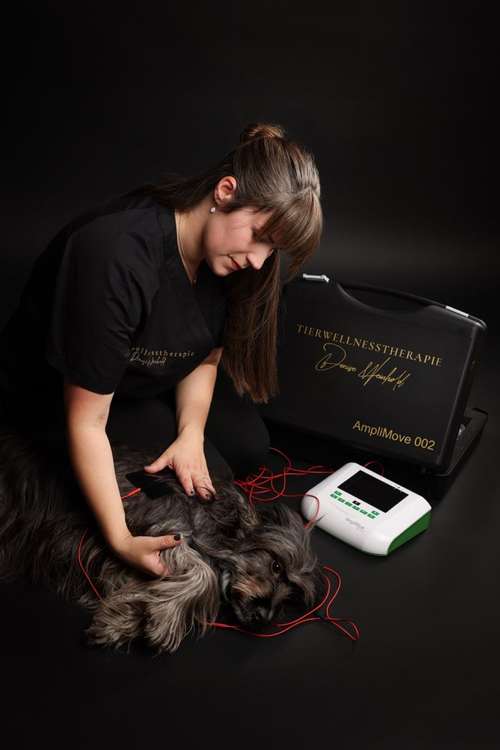 Hundeauslaufgebiet-Tierwellnesstherapie -Bild