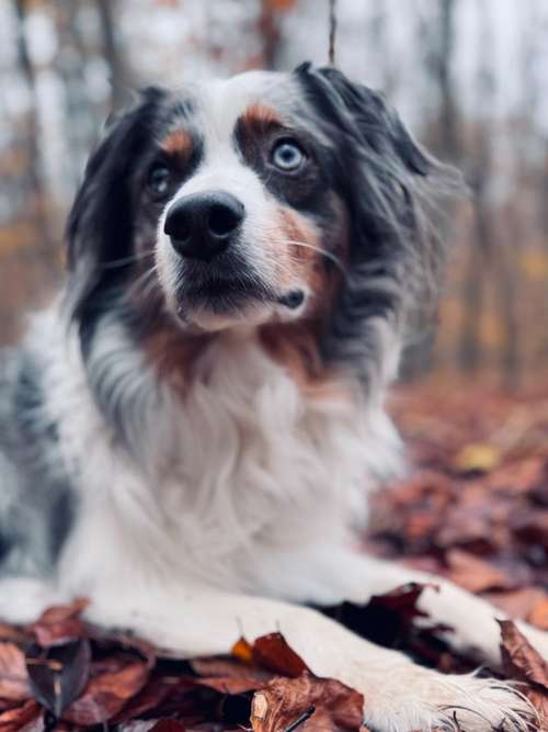 Hundeauslaufgebiet-Tierwellnesstherapie -Bild