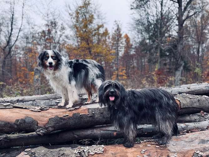 Hundeauslaufgebiet-Tierwellnesstherapie -Bild