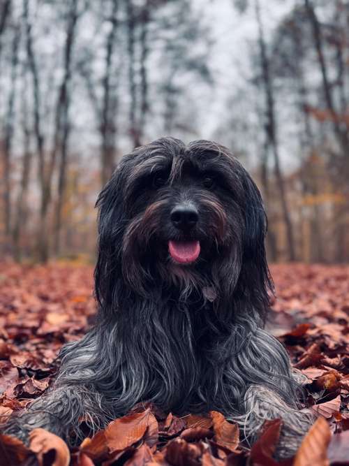 Hundeauslaufgebiet-Tierwellnesstherapie -Bild