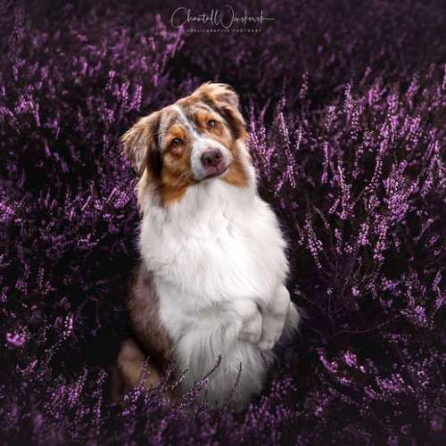 Hundeauslaufgebiet-Charliegraphie Photoart-Bild