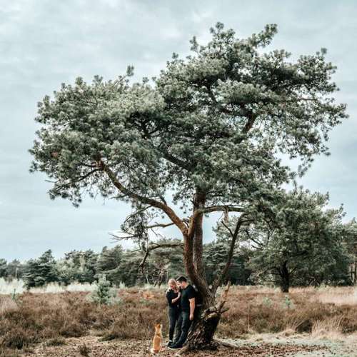 Hundeauslaufgebiet-Charliegraphie Photoart-Bild