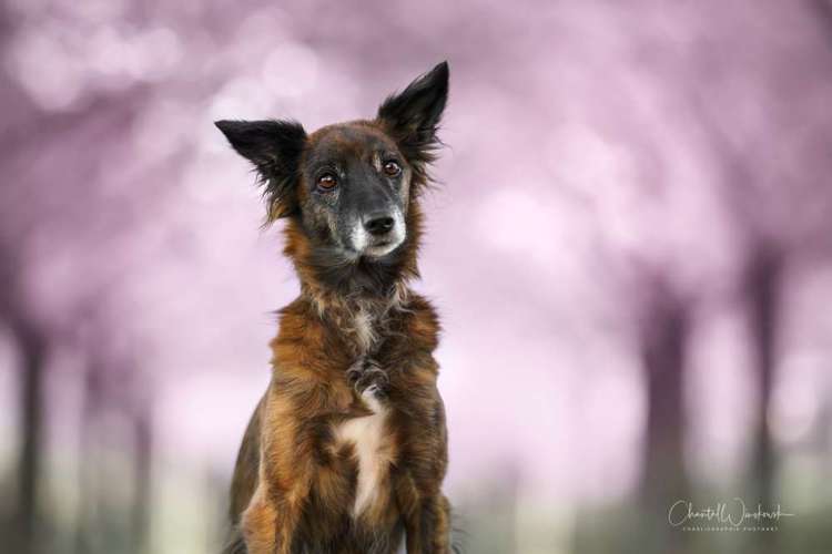 Hundeauslaufgebiet-Charliegraphie Photoart-Bild