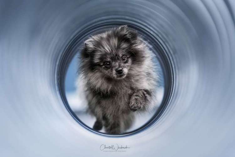 Hundeauslaufgebiet-Charliegraphie Photoart-Bild