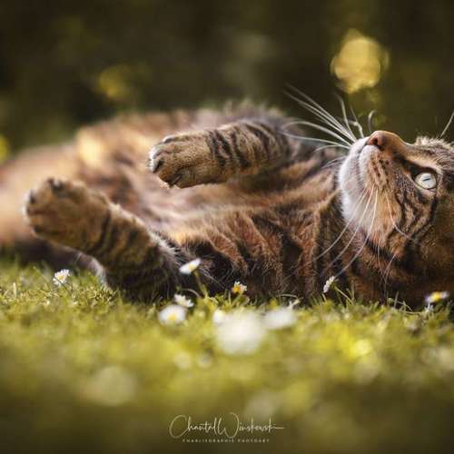 Hundeauslaufgebiet-Charliegraphie Photoart-Bild