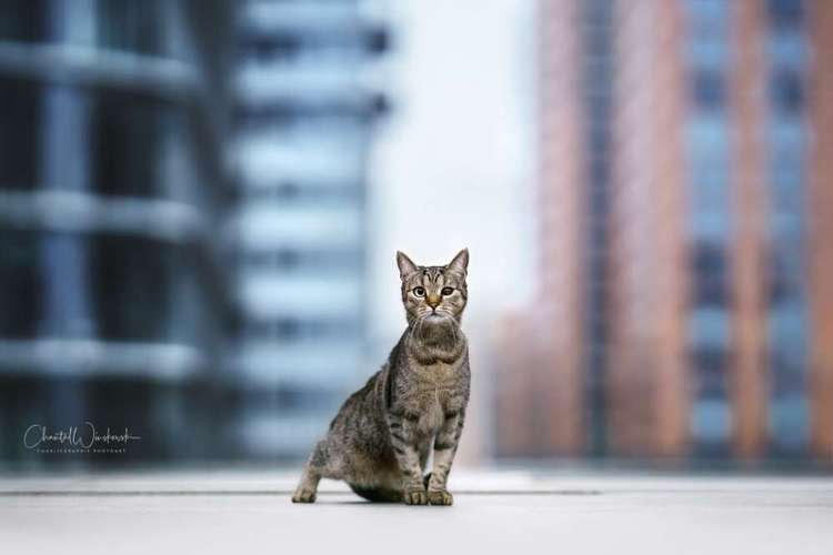 Hundeauslaufgebiet-Charliegraphie Photoart-Bild