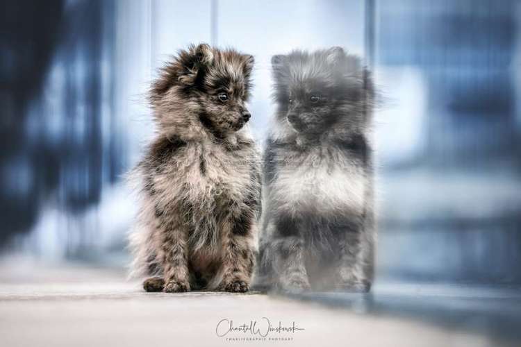 Hundeauslaufgebiet-Charliegraphie Photoart-Bild