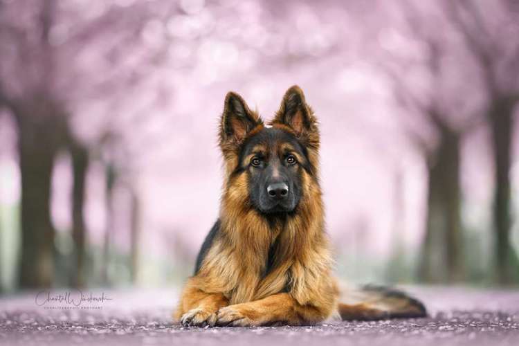 Hundeauslaufgebiet-Charliegraphie Photoart-Bild