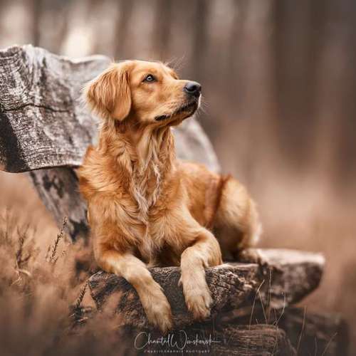 Hundeauslaufgebiet-Charliegraphie Photoart-Bild
