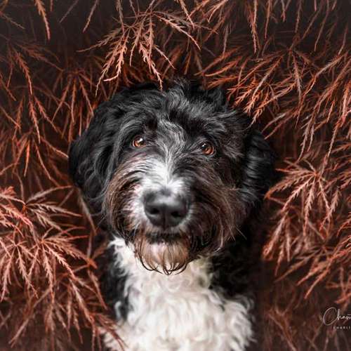 Hundeauslaufgebiet-Charliegraphie Photoart-Bild