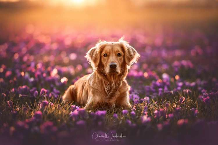 Hundeauslaufgebiet-Charliegraphie Photoart-Bild