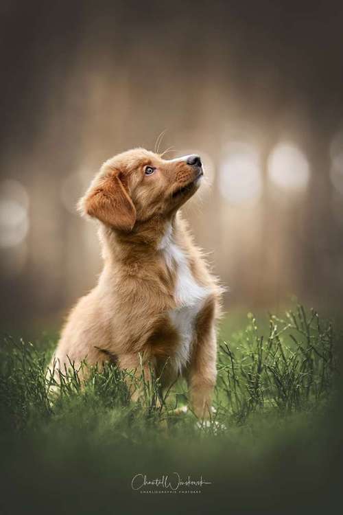 Hundeauslaufgebiet-Charliegraphie Photoart-Bild