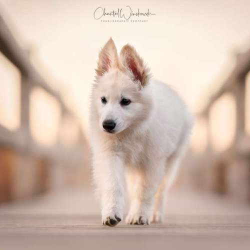 Hundeauslaufgebiet-Charliegraphie Photoart-Bild