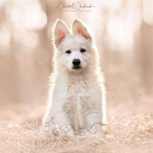 Hundeauslaufgebiet-Charliegraphie Photoart-Bild