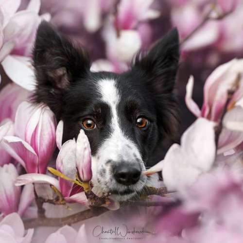 Hundeauslaufgebiet-Charliegraphie Photoart-Bild