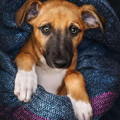 Hundeauslaufgebiet-Charliegraphie Photoart-Bild