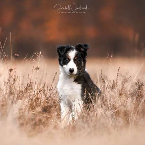 Hundeauslaufgebiet-Charliegraphie Photoart-Bild
