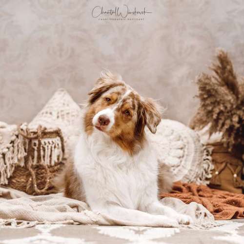 Hundeauslaufgebiet-Charliegraphie Photoart-Bild