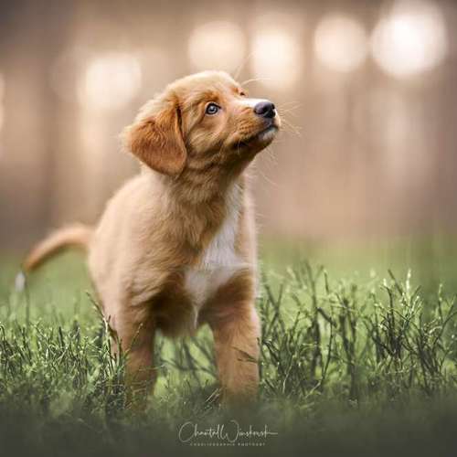 Hundeauslaufgebiet-Charliegraphie Photoart-Bild