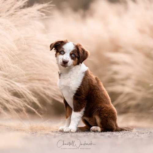 Hundeauslaufgebiet-Charliegraphie Photoart-Bild