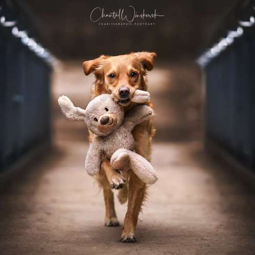 Hundeauslaufgebiet-Charliegraphie Photoart-Bild