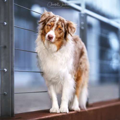 Hundeauslaufgebiet-Charliegraphie Photoart-Bild