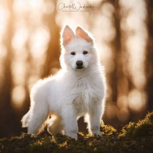 Hundeauslaufgebiet-Charliegraphie Photoart-Bild