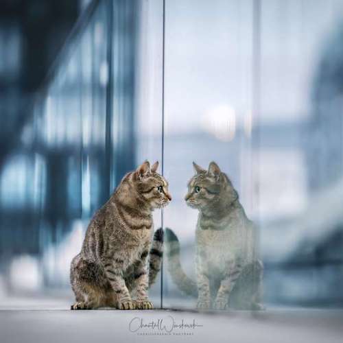 Hundeauslaufgebiet-Charliegraphie Photoart-Bild