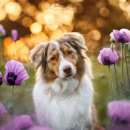 Hundeauslaufgebiet-Charliegraphie Photoart-Bild