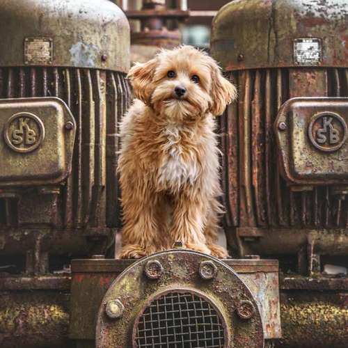 Hundeauslaufgebiet-Charliegraphie Photoart-Bild