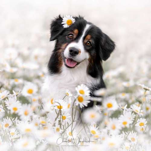 Hundeauslaufgebiet-Charliegraphie Photoart-Bild