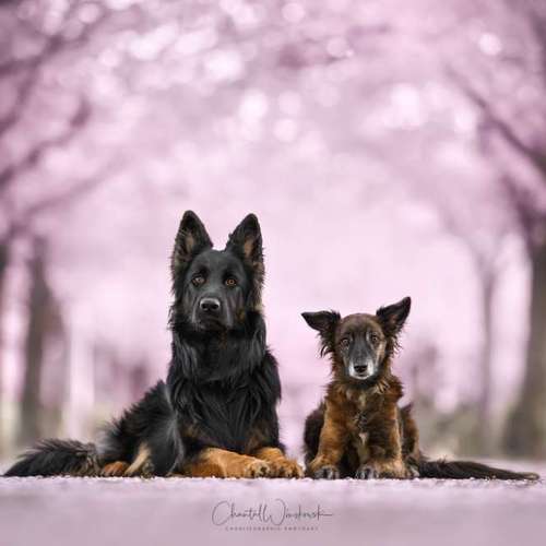 Hundeauslaufgebiet-Charliegraphie Photoart-Bild