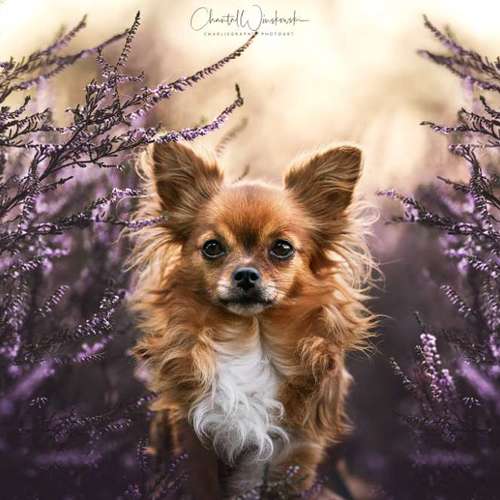 Hundeauslaufgebiet-Charliegraphie Photoart-Bild