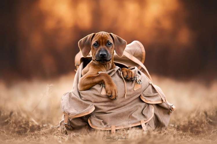 Hundeauslaufgebiet-Charliegraphie Photoart-Bild