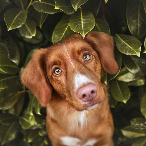 Hundeauslaufgebiet-Charliegraphie Photoart-Bild