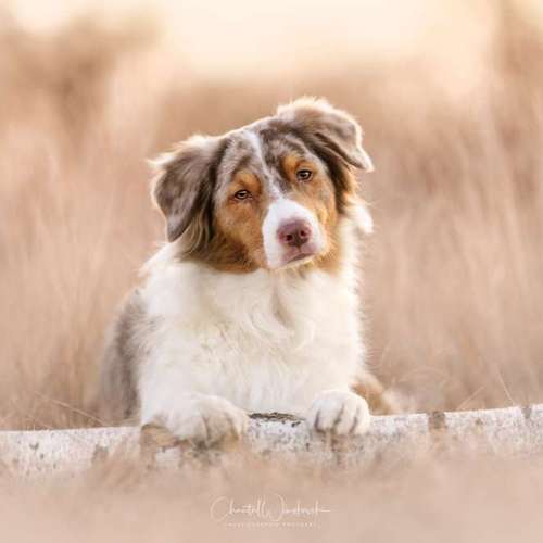 Hundeauslaufgebiet-Charliegraphie Photoart-Bild