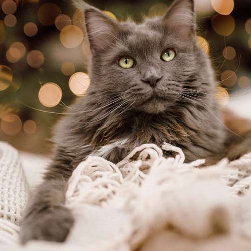 Hundeauslaufgebiet-Charliegraphie Photoart-Bild