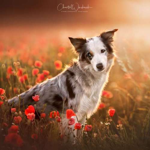 Hundeauslaufgebiet-Charliegraphie Photoart-Bild