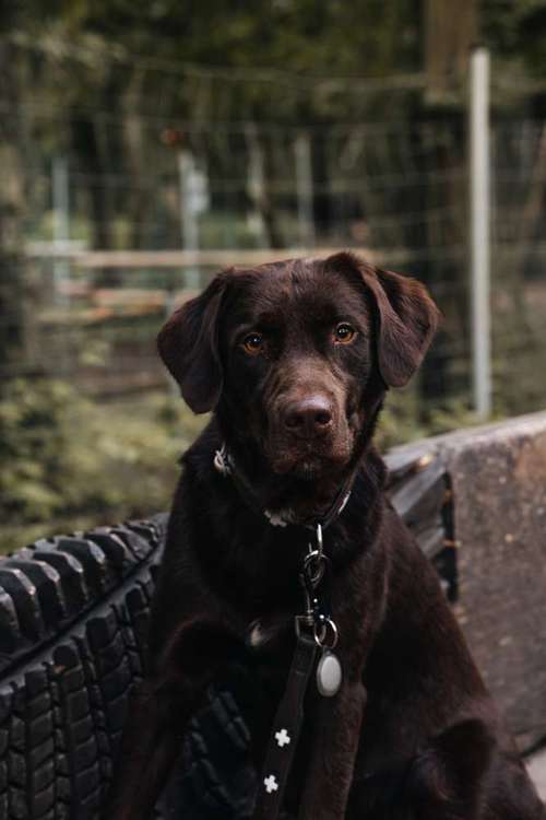 Hundeauslaufgebiet-Sebastian Stäbe Fotografie-Bild