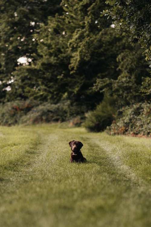 Hundeauslaufgebiet-Sebastian Stäbe Fotografie-Bild