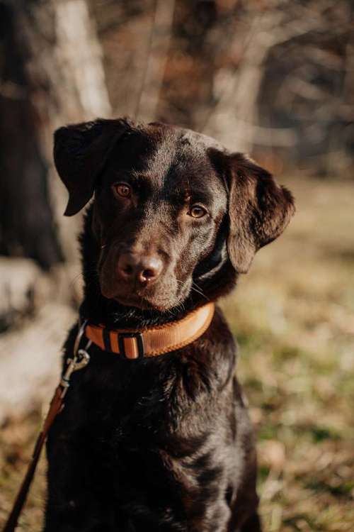 Hundeauslaufgebiet-Sebastian Stäbe Fotografie-Bild