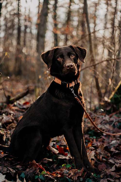 Hundeauslaufgebiet-Sebastian Stäbe Fotografie-Bild