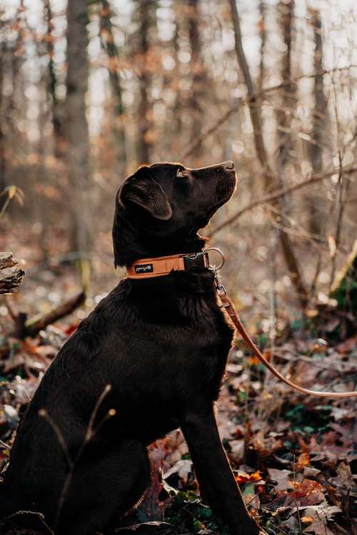 Hundeauslaufgebiet-Sebastian Stäbe Fotografie-Bild
